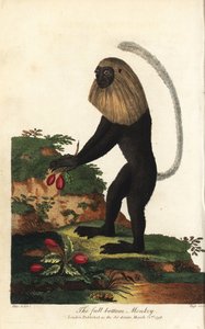 Guereza angolská nebo angolský černobílý kolob - Angola colobus, Colobus angolensis. Opice s plnovousem, pojmenovaná podle podobnosti s plnovousem. Ručně kolorovaná mědirytina od J. Passe podle ilustrace Johanna Jakoba Ihleho z Eb od Unbekannter Künstler