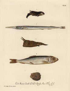 Okouník, Chelidonichthys species 1, jehlovec, Belone belone 2, dlouhoploutvý, Lactoria cornuta 3, sleď, Clupea harengus 4, a dikobraz, Chilomycterus reticulatus 5. Ručně kolorovaná mědirytina podle ilustrace Johann od Unbekannter Künstler