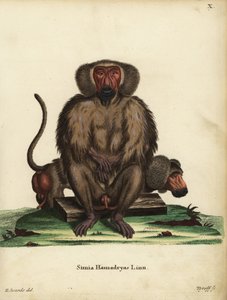 Pavián hamadryas, Papio hamadryas. Simia hamadryas Linn. Tyroffova ručně kolorovaná mědirytina podle ilustrace George Edwardse z knihy Johanna Christiana Daniela Schrebera Zvířecí ilustrace podle přírody aneb Schreberova fantastická zvířata, Erlang. od Unbekannter Künstler
