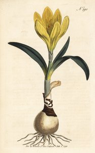 Harvester - Podzimní narcis, Sternbergia lutea (Yellow amaryllis, Amaryllis lutea) - ručně kolorovaná mědirytina z William Curtis