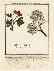 Hloh, Crataegus rhipidophylla od Unbekannter Künstler