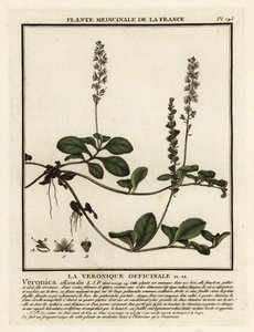 Heath Speedwell, Veronica officinalis. od Unbekannter Künstler