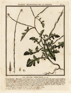 Hořčice ze živého plotu, Sisymbrium officinale. od Unbekannter Künstler