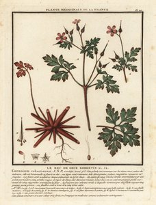 Herb-Robert, Geranium robertianum. od Unbekannter Künstler