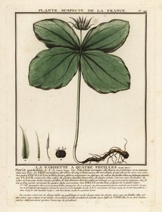 Herb-paris, Paris quadrifolia. od Unbekannter Künstler