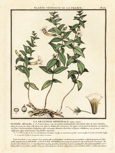 Bylina milosti, Gratiola officinalis. od Unbekannter Künstler