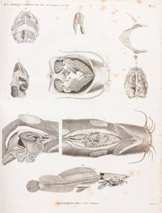 Heterobranches, anatomické detaily od Unbekannt