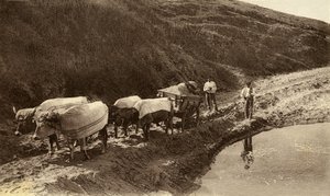 Ochsengespann bedeckt mit baskischen Stoffen, frühes 20. Jahrhundert von 