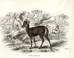 Sviňucha, Axis porcinus, ohrožený druh. Gebhartova ručně kolorovaná litografie z přírodovědné galerie Georga Friedricha Treitschkeho, Naturhistorischer Bildersaal des Thierreiches, Liepzig-1842. od Unbekannter Künstler
