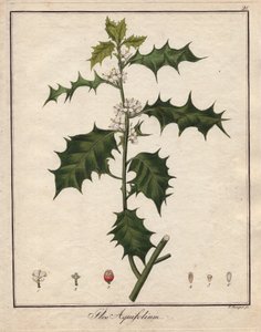 Holly. Barevná mědirytina v Botanique Medicinale (vydáno v Berlíně, Německo). od Unbekannter Künstler