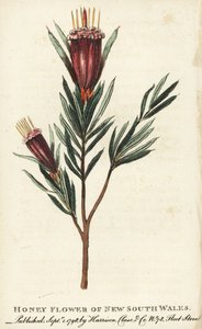 Medonosná květina Nového Jižního Walesu, Austrálie. Ručně kolorovaná mědirytina z "The Naturalist