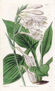 Hosta z Japonska - Hosta sieboldii (Dr. Siebold