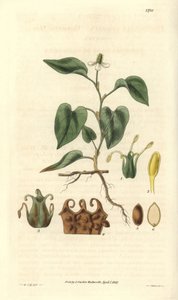 Houttuynia má bílé květy s detaily plodů, pestíků a etamin. Odrůda pocházející z Asie. Ilustrace: Wiliam Jackson Hooker (1785-1865), britský botanik a spisovatel, profesor na univerzitě v Glasgow (Skotsko) a editor Curtisovy Boty. od Unbekannter Künstler