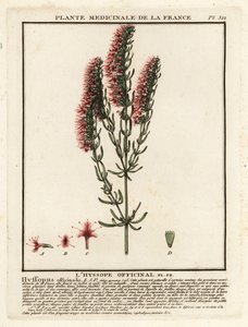 Yzop lékařský, Hyssopus officinalis. od Unbekannter Künstler