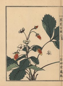 Ichigo neboli jahoda, Fragaria ananassa. Ručně kolorovaný dřevoryt Kono Bairei z knihy Kusa Bana Hyakushu (Sto druhů květin), Tokio, Yamada. od Unbekannter Künstler