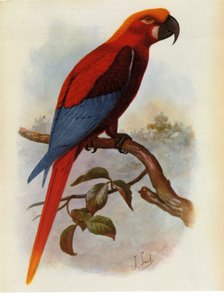 Ilustrace/Ara grossei/Jamajský papoušek od Unbekannt