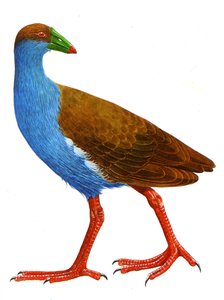 Ilustrace/Trybonyx roberti od Unbekannt
