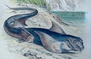Kuva kimeerista (Hydrolagus colliei) od Unbekannter Künstler