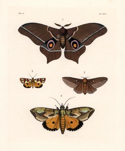 Imbrasia epimethea (Saturnia epimethea) 1, růžově pruhovaná můra dubová, Anisota virginiensis (Dryocampa virginiensis) 2, Crameria aegocera (Aegocera amabilis) 3 a Eudocima materna (Triphaena materna) 4. Ručně kolorovaná litografie z nové knihy Johna O. We od Unbekannter Künstler