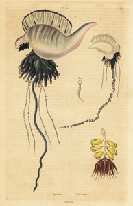 Indo-pacifický portugalský válečník, Physalia utriculus 1, Azorský válečný muž, Physalia physalis 2 a Siphonophora zoophyte, Physsophora disticha od Unbekannt