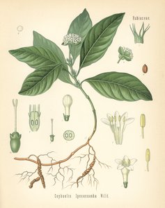 Ipecacuanha, Carapichea ipecacuanha (Cephaelis ipecacuanha). Chromolitografie podle botanické ilustrace z knihy Hermann Adolph Koehler