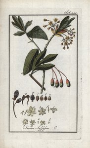Vavřín irokézský (Sassafras albidum). Litografie z knihy "Afbeelding der Artseny-Gewassen" od Johannese Zorna (1739-1799), Nizozemsko. od Unbekannter Künstler