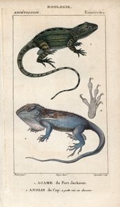 Gekon žako, agame portjacksonská, Amphibolurus muricatus, a gekon kapský, anolis kapský, Lygodactylus capensis. Ručně kolorovaná mědirytina z Jussieuova "Slovníku přírodních věd" z let 1816-1830. Svazky o rybách a plazech od Unbekannter Künstler