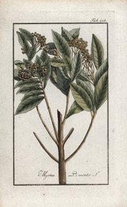 Jamajský pepř nebo pepř čtyř koření nebo pepř giroflee (Pimenta dioica). Litografie z knihy "Afbeelding der Artseny-Gewassen" od Johannese Zorna (1739-1799), Nizozemsko. od Unbekannter Künstler