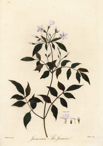 Jasmín, Jasminum officinale. 1805 (rytina) od Unbekannter Künstler