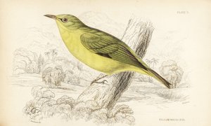 Bělokur jávský, Zosterops flavus (Bělokur žlutý, Zosterops flava). Ručně kolorovaná ocelorytina Williama Lizarse podle Williama Swainsona z Přírodopisné knihovny sira Williama Jardina: Ornitologie: Lizars: Birds of Western Africa, Edinburgh, W.H. Lizars od Unbekannter Künstler