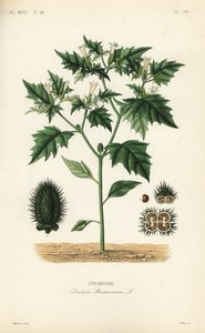 Jimsonweed neboli ďábelská léčka, Datura stramonium, Stramoine od Unbekannt
