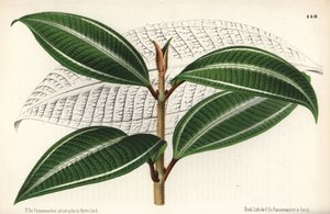 Odrůda Johnnyberry, Miconia pulverulenta var trifasciata. Kresba a chromolitografie P. de Pannemaeker z knihy Jeana Lindena l
