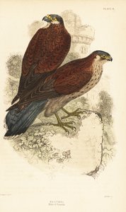 Poštolka, samec a samice, Falco tinnunculus, před ruinou1889 (rytina) od Unbekannter Künstler