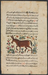 Khar (zadek), z Nuzhat-nama-yi ala
