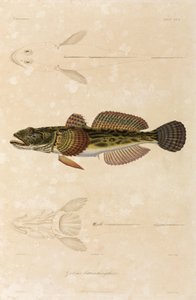 Knot goby, Černé moře od Unbekannt