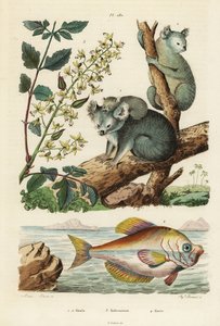 Koala, Phascolarctos cinereus 1,2, lakovník, Koelreuteria paniculata 3 a hrbolat indický, Kurtus indicus 4. Koala, kolreuterie, kurte od Unbekannt