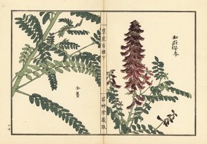 Kouka nebo kujin, Sophora flavescens. Kořen používaný v čínské medicíně jako ku shen. Ručně kolorovaný dřevoryt Kono Bairei z knihy Kusa Bana Hyakushu (Sto druhů květin), Tokio, Yamada. od Unbekannter Künstler