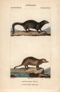 La mangouste et le suricate - Eau forte od Jeana Gabriela Pretreho (1780-1845), vyryl Carnonkel, pro slovník přírodních věd: savci od Frederica Cuviera, upravil Pierre Jean Francois Turpin (1775-1840), vydal F.G.Levrault, a Paris od Unbekannter Künstler