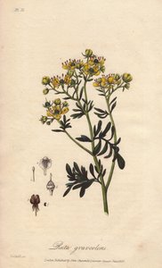 La rue des jardin ou rue fetide (Ruta graveolens) - Water forte by William Clarke to illustrate "Botanique medicale, description des plantes medicinales de London, Edinburgh et Dublin" by John Stephenson and James Morss Churchill, published in London by od Unbekannter Künstler