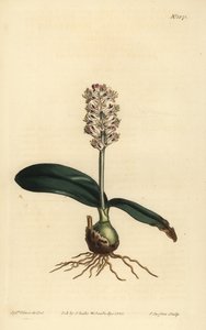 Lachenalia pallida (lachenalia lesklolistá, Lachenalia lucida) od Unbekannt
