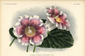 Velkokvětý hybrid gloxínie vypěstovaný Ferdem. Kegeljan, Gloxinia hybrida grandiflora. Chromolitografie Pietera de Pannemaekera podle ilustrace A. Goossense z knihy Jeana Lindena l