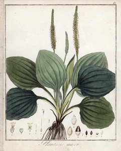 Plantain velký neboli Plantain Major (neboli Plantain ptačí) - litografie F. Guimpela, výtah z lékařské botaniky Friedricha Gottloba Haynese (1763-1832), Berlín od Unbekannter Künstler
