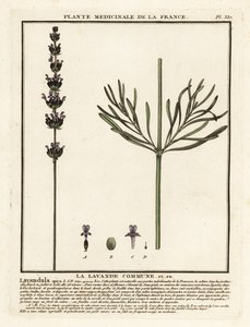 Levandule, Lavandula angustifolia. od Unbekannter Künstler
