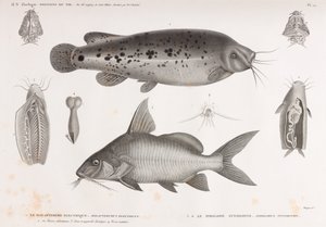 The Electric Malapterure & The Synodont Pimelode od Unbekannt