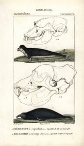 Le stematope à capuchon et le macrorhin a trompe ou elephant de mer - Eau forte od Jeana Gabriela Pretra (1780-1845), vyryl Carnonkel, pro slovník přírodních věd: savci od Frederica Cuviera, vydal Pierre Jean Francois Turpin (1775-1840) od Unbekannter Künstler