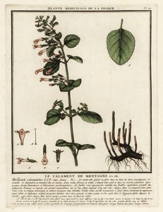 Kalamit menší, Clinopodium nepeta. od Unbekannter Künstler