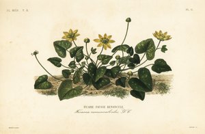 Vlaštovičník menší nebo vlaštovičník, Ficaire verna, Ficaria ranunculoides, Ficaire fauss renoncule od Unbekannt