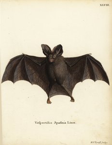 Malý nepravý upíří netopýr, Megaderma spasma. Vespertilio spasma Linn. Ručně kolorovaná mědirytina Hermanna Jakoba Tyroffa z knihy Johanna Christiana Daniela Schrebera Zvířecí ilustrace podle přírody aneb Schreberova fantastická zvířata, Erlangen, Německo. od Unbekannter Künstler