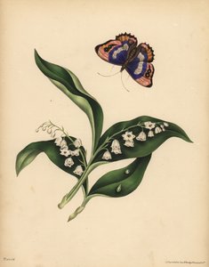 Konvalinky, Convallaria majalis, Čistota a návrat štěstí; Fialový císařský motýl, Apatura iris, Nesmrtelnost duše od Unbekannt