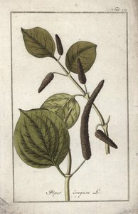 Dlouhý pepř (Piper longum). Litografie z knihy "Afbeelding der Artseny-Gewassen" od Johannese Zorna (1739-1799), Nizozemsko od Unbekannter Künstler